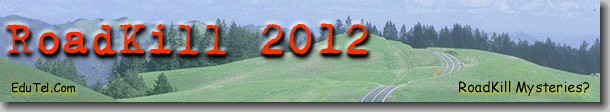 RoadKill - 2009 Page Banner