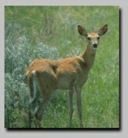 White-tailed Deer